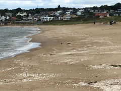Haematopus ostralegus