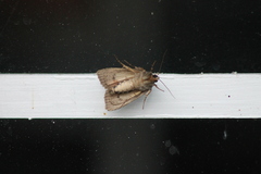Amphipyra pyramidea