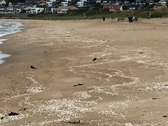 Haematopus ostralegus