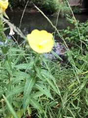 Oenothera pilosella