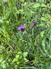 Elephantopus tomentosus