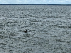 Somateria mollissima