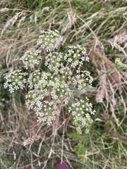 Heracleum sphondylium