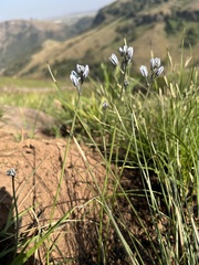 Eriospermum ornithogaloides