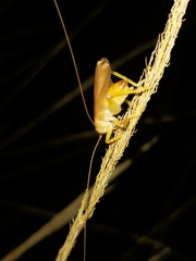 Gryllacrididae