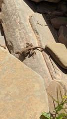 Ctenophorus vadnappa