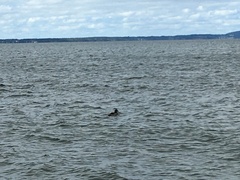 Somateria mollissima