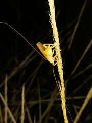 Gryllacrididae