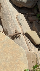 Ctenophorus vadnappa