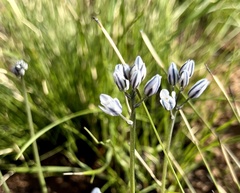 Eriospermum ornithogaloides