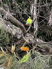 Glossopsitta concinna