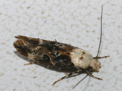 Mompha propinquella