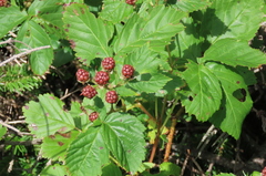 Rubus allegheniensis