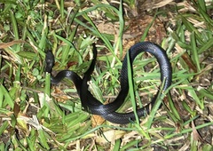 Cryptophis nigrescens