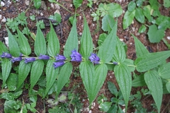 Gentiana asclepiadea