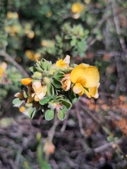 Pultenaea