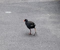 Gallinula tenebrosa