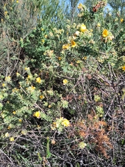 Pultenaea