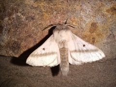 Bombycomorpha bifascia