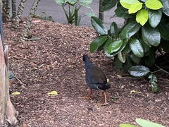 Gallinula tenebrosa