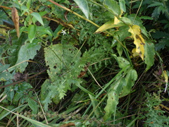 Filipendula vulgaris