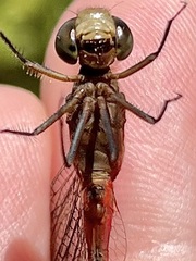 Sympetrum rubicundulum