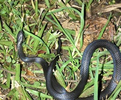 Cryptophis nigrescens
