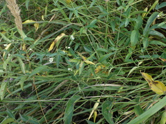 Vincetoxicum hirundinaria