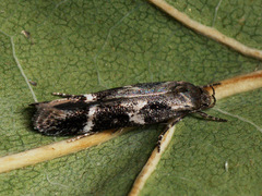 Mompha sturnipennella