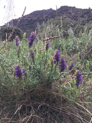 Hyssopus officinalis