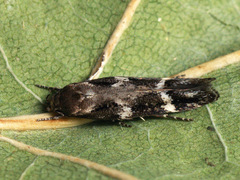 Mompha sturnipennella