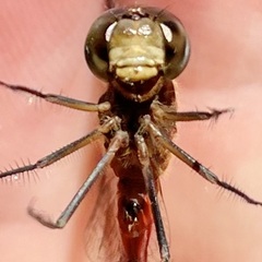 Sympetrum rubicundulum
