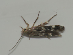 Mompha sturnipennella