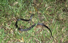 Cryptophis nigrescens