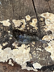 Philomycus carolinianus