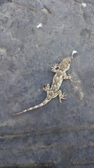 Tarentola mauritanica