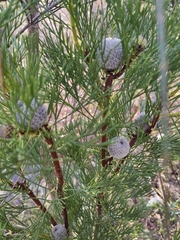 Isopogon anethifolius