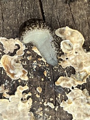 Philomycus carolinianus