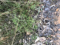 Gonocarpus tetragynus