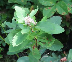 Spiraea alba
