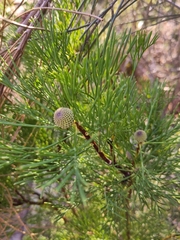 Isopogon anethifolius