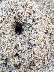 Tetramorium caespitum