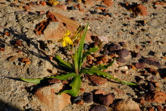 Cyanella lutea lutea