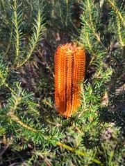 Banksia ericifolia