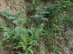 Silene latifolia alba