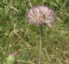 Carduus defloratus