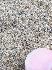 Tetramorium caespitum