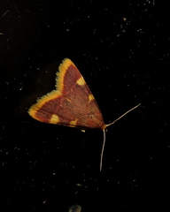 Hypsopygia costalis