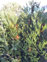 Banksia ericifolia