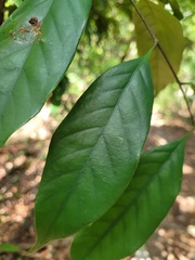 Castanopsis kawakamii